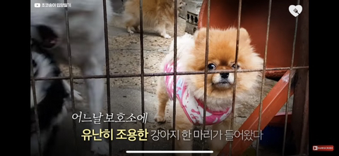 입양가는데 우는 강아지 | 인스티즈