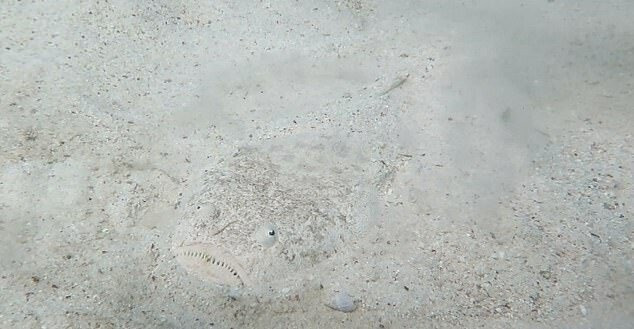 아ㅋㅋ물고기 이름이 어케 X구멍ㅋㅋㅋ | 인스티즈