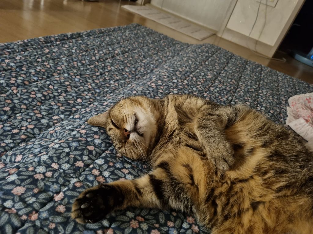 주차장에 버려진 고양이 | 인스티즈