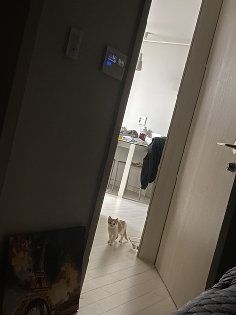 냥줍한지 한달 된 우리 고양이 보고가~!~! | 인스티즈