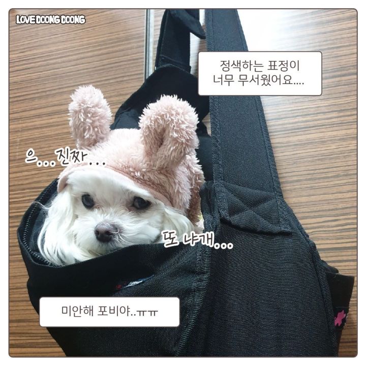 산책 중 사람이 실내배변을 할때 강아지 반응 | 인스티즈