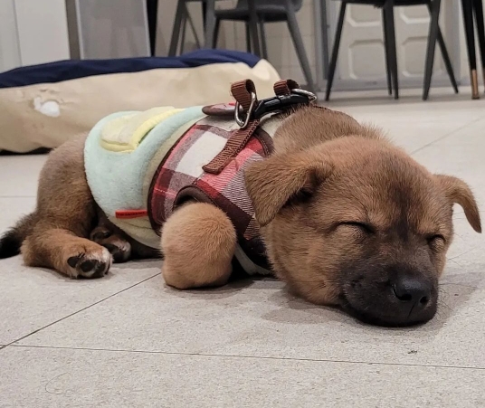 [유기견임보&입양홍보] 주택가 골목에 버려졌던 아기 강아지 콩순이 | 인스티즈