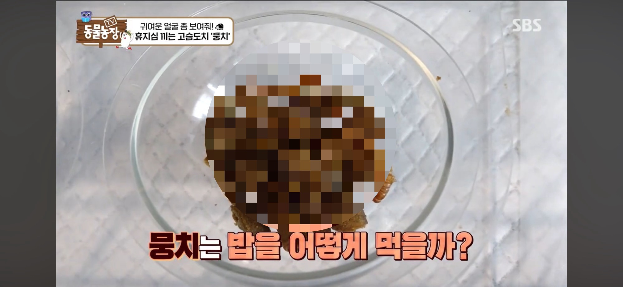 따봉고슴도치 휴지심 좋아도치 | 인스티즈