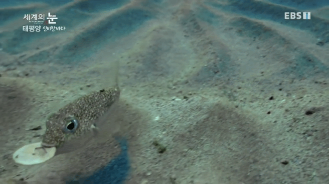 정말 흥미로운 과학자들이 12년만에 밝혀낸 바다속 신비한 문양의 비밀.jpgif | 인스티즈