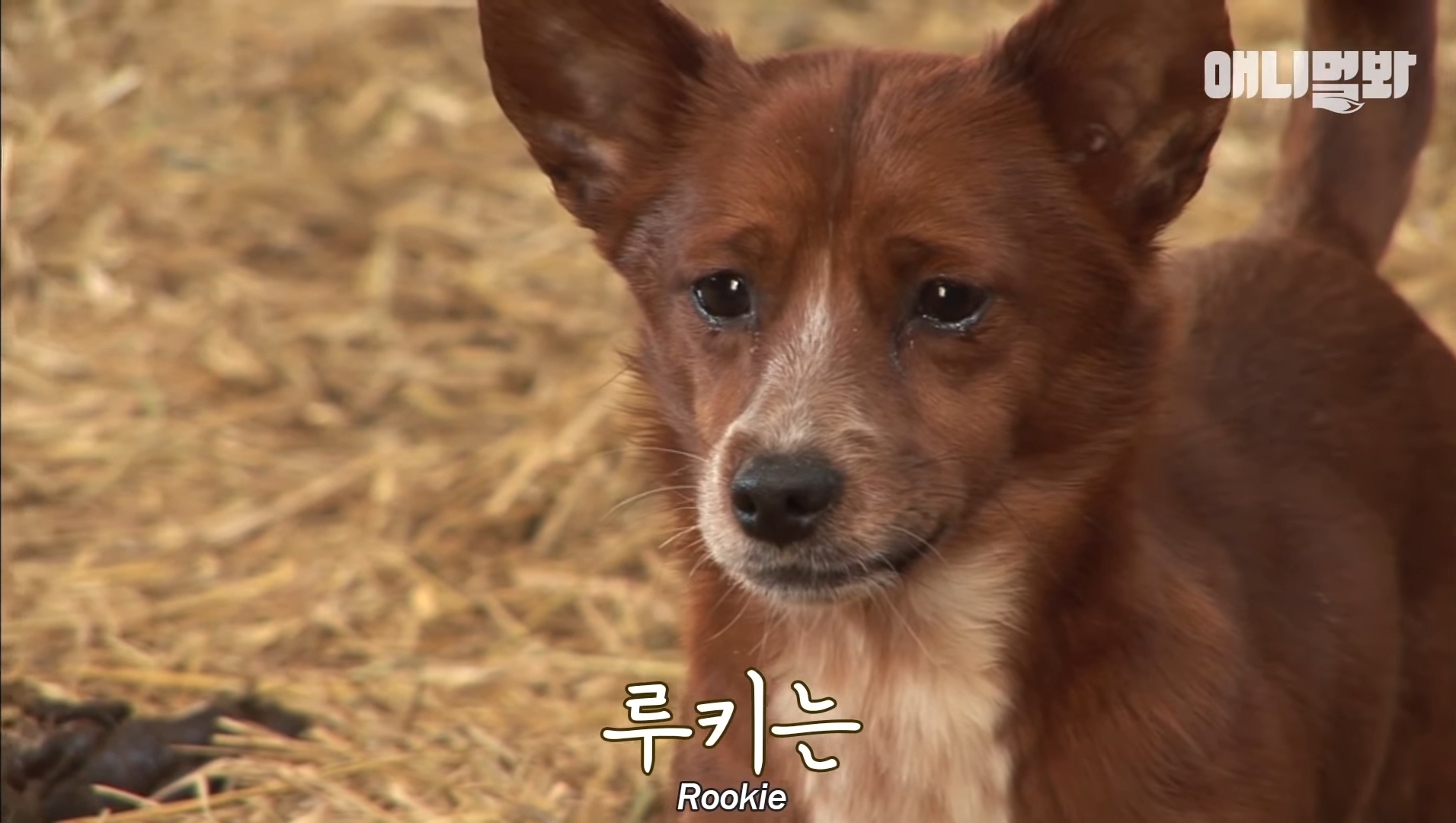 소가 너무 좋아서 눈물흘리는 강아지 | 인스티즈