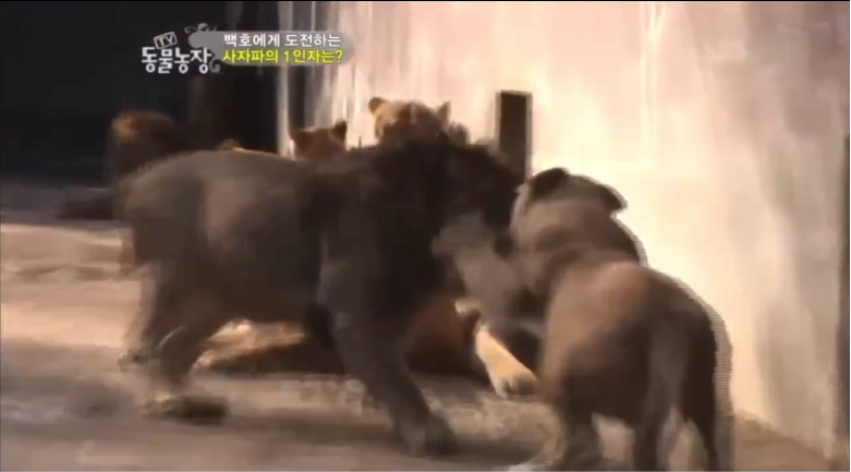 못생긴 수컷은 무토바 금지 시전하는 암컷 사자들 | 인스티즈