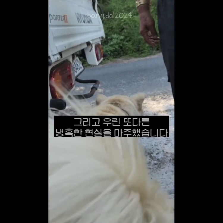 [입양홍보] 개장수에게 팔렸다 되찾아온 방치견 진순이·진돌이, 평생 가족을 찾아요! (부산/울산/전국) | 인스티즈