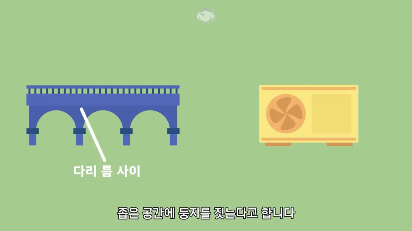 거리에 비둘기가 이렇게 많은데 왜 새끼 비둘기는 안 보일까? | 인스티즈