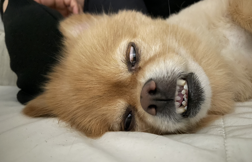 우리집 개 자는거 존못이야 | 인스티즈