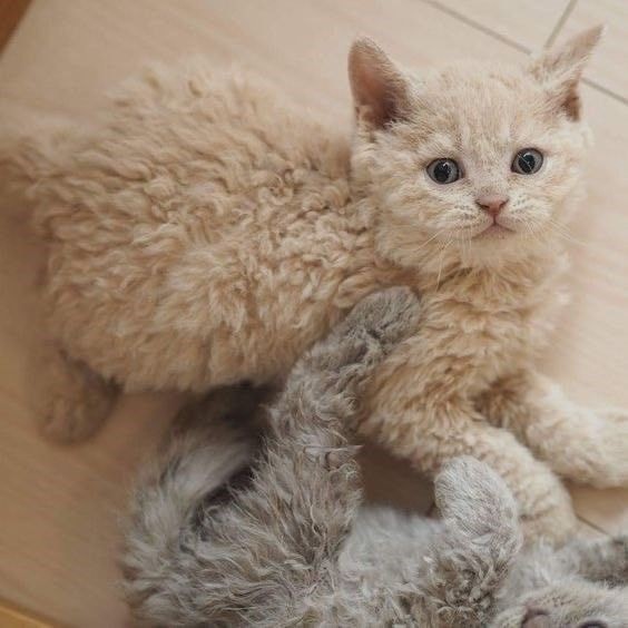 곱슬 고양이 | 인스티즈