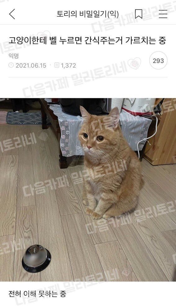 고양이한테 벨 누르면 간식주는거 가르치는 중 | 인스티즈