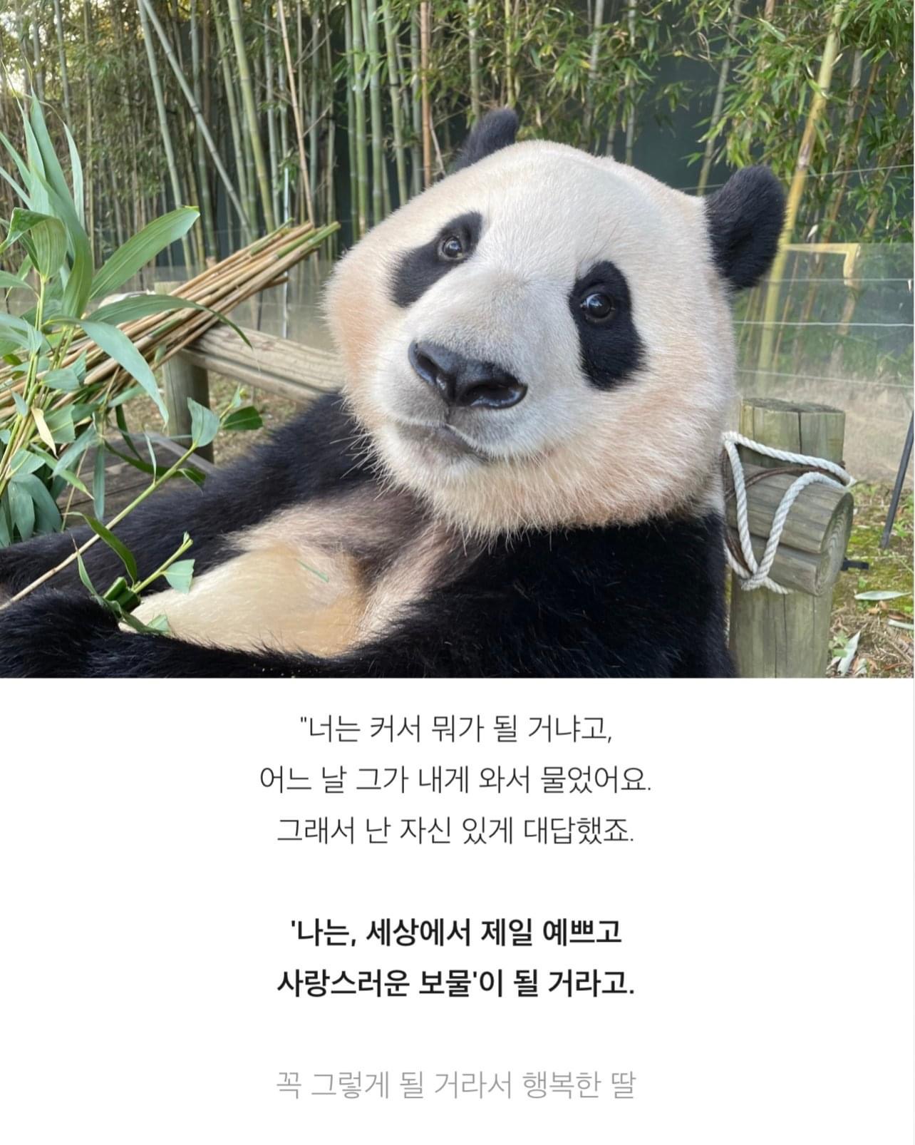 사랑이 넘치는 푸바오 작은 할아버지의 글들 | 인스티즈