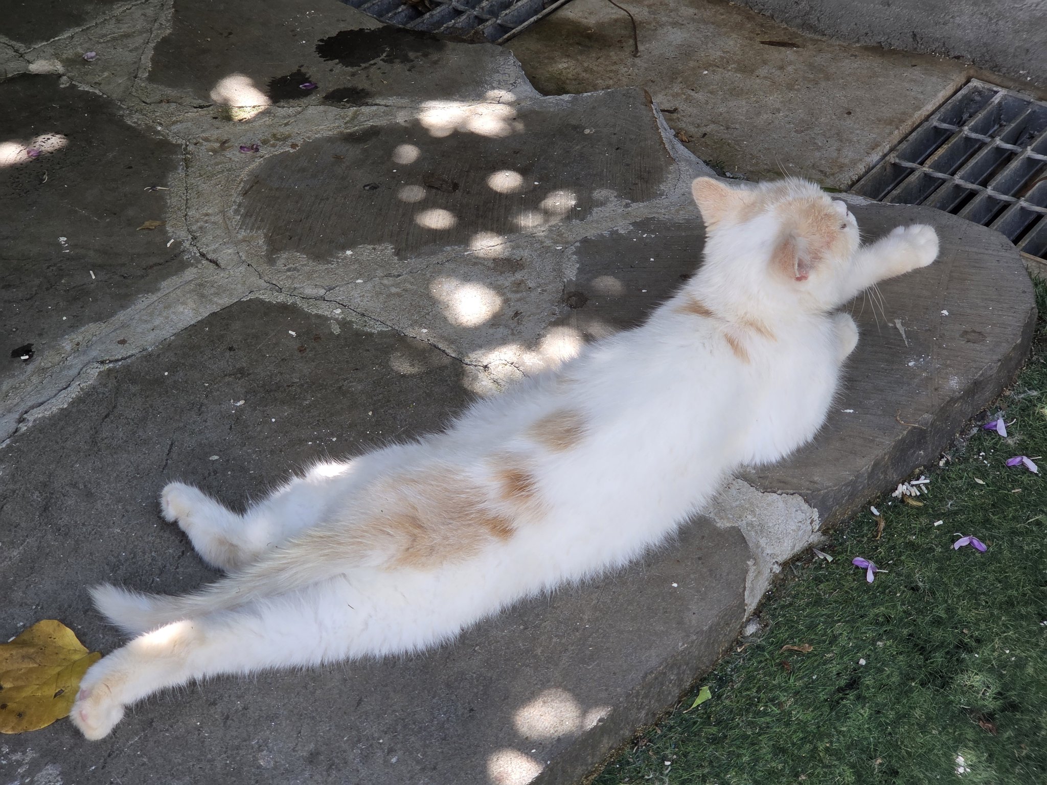 인천 영흥도에 있는 고양이역.jpg | 인스티즈