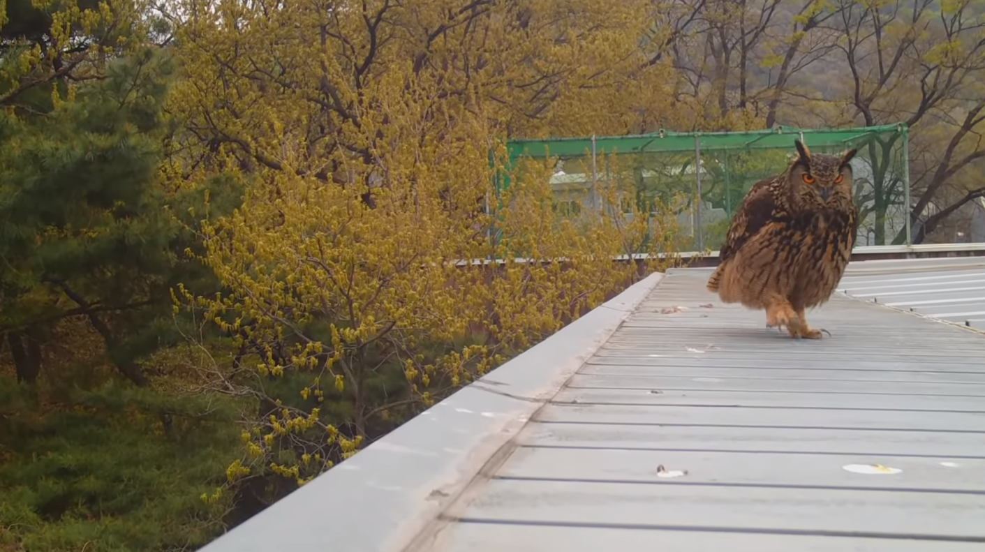 60일간의 방치한 카메라에 찍힌 산 속 동물들 | 인스티즈