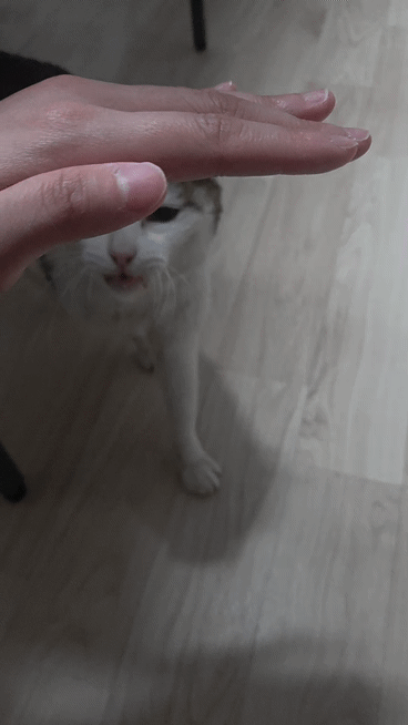 [입양홍보] 성묘 입양을 초보 집사에게 매우 추천합니다 | 인스티즈