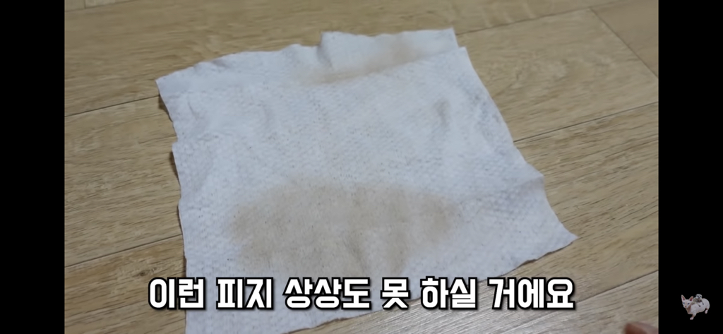 털이 없는 스핑크스는 키우기 편할까? (위생주의) | 인스티즈