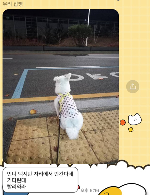 [강아지] 아빠가 보내주는 강아지 사진이 좋은 이유 | 인스티즈