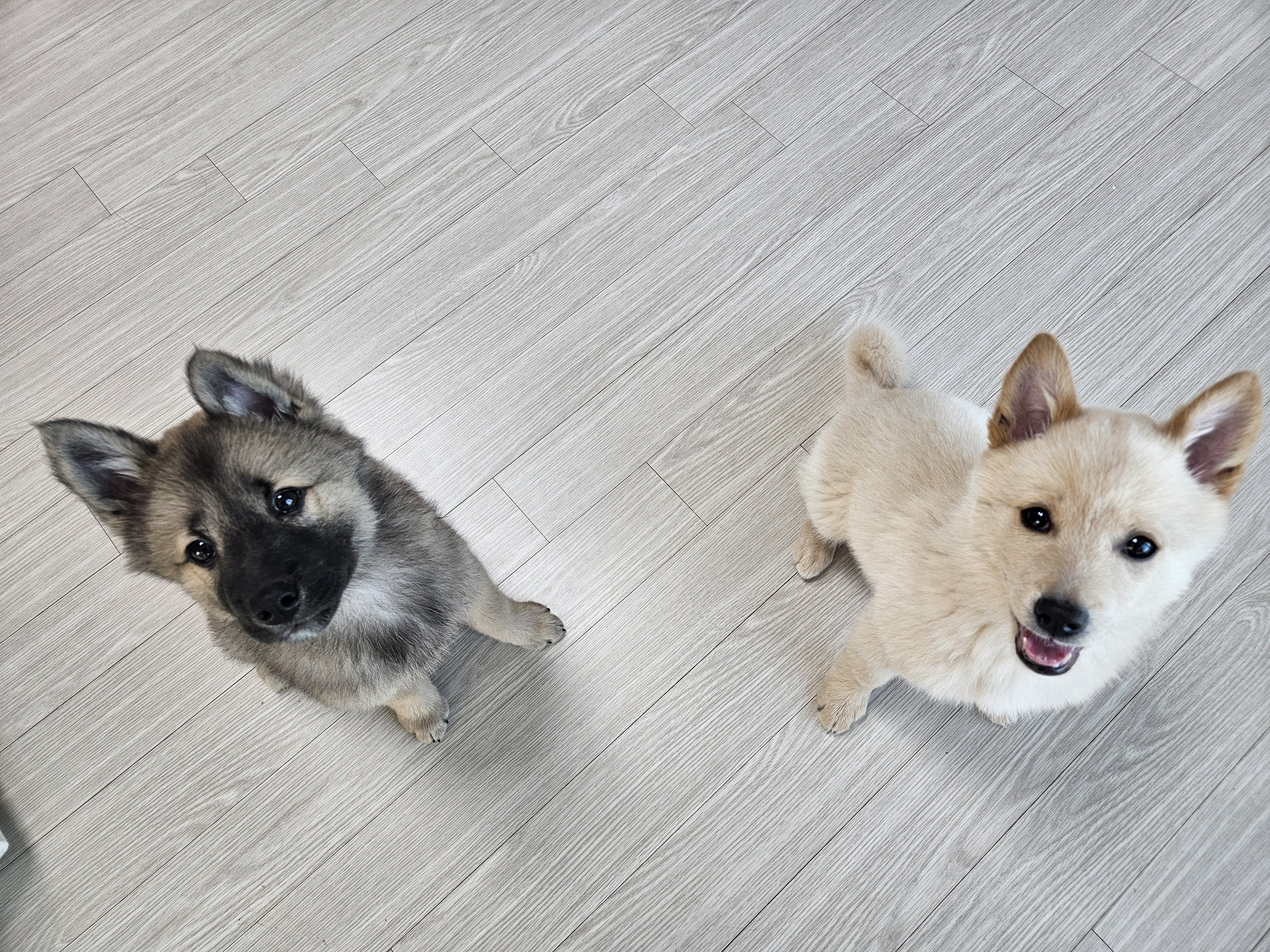 우리집 댕댕이 자랑 한번 해도 될까용? | 인스티즈