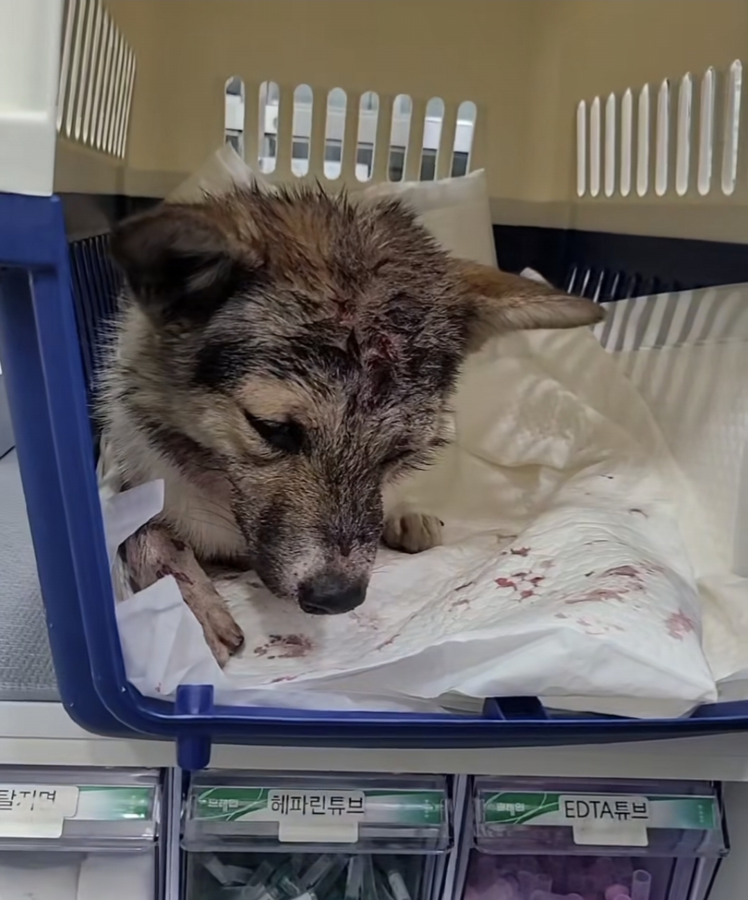 다리 밑 하천가에서 누군가 호미로 강아지 난도질함 | 인스티즈