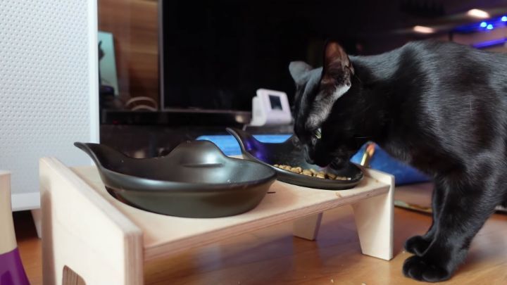 박수홍이 키우는 고양이 모질 | 인스티즈