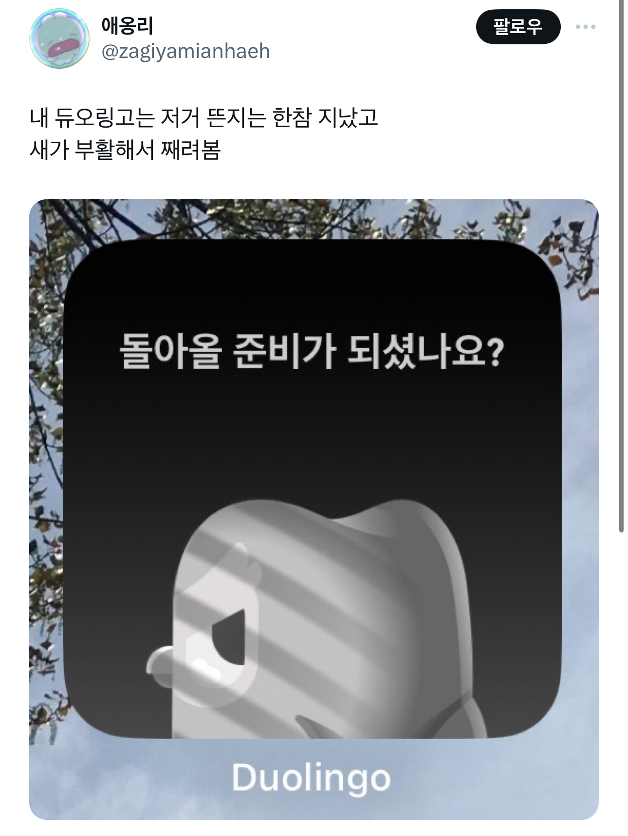 내 듀오링고 결국 뒤짐 | 인스티즈