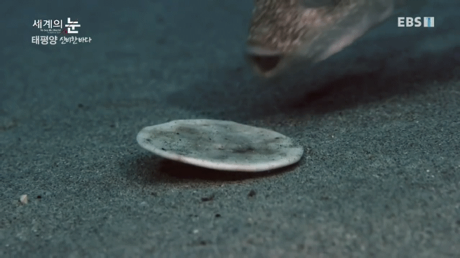 정말 흥미로운 과학자들이 12년만에 밝혀낸 바다속 신비한 문양의 비밀.jpgif | 인스티즈