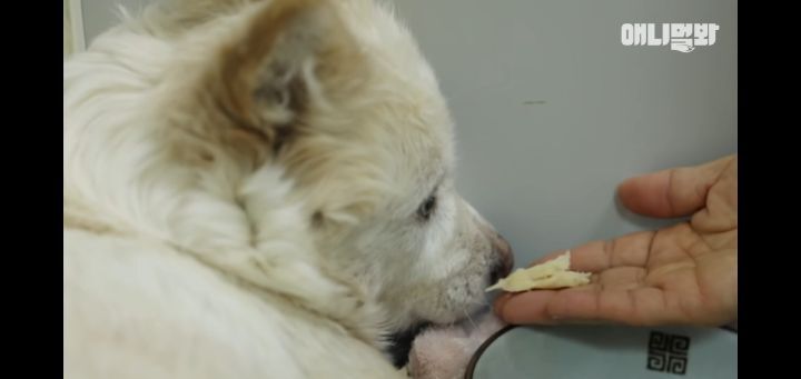 죽을것같은 우울증에 걸린 강아지 | 인스티즈