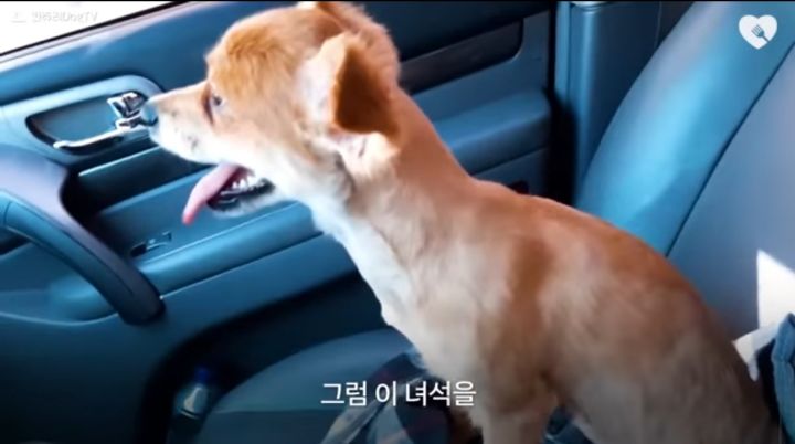 운전하다 댕줍하신 어느 운전자분 사연...ㅠㅠ | 인스티즈