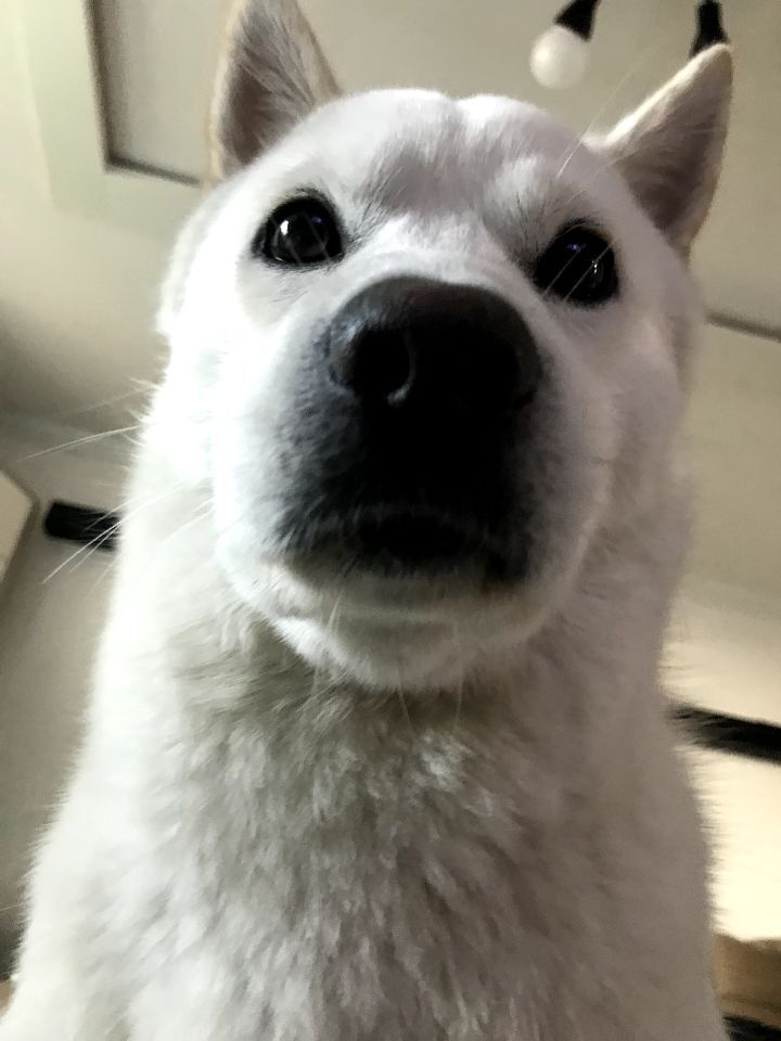 우리집 개 자는거 보실분? | 인스티즈