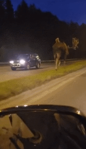 실제로 보면 개쩌는 무스 크기.wow | 인스티즈