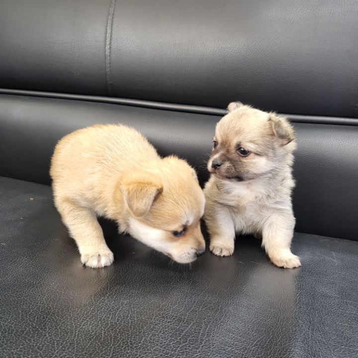 (공지라니... ++추가)새로생긴 회사 복지.. 미쳐서 도저히 일을 못하겠네.. (추가....)++추가 | 인스티즈