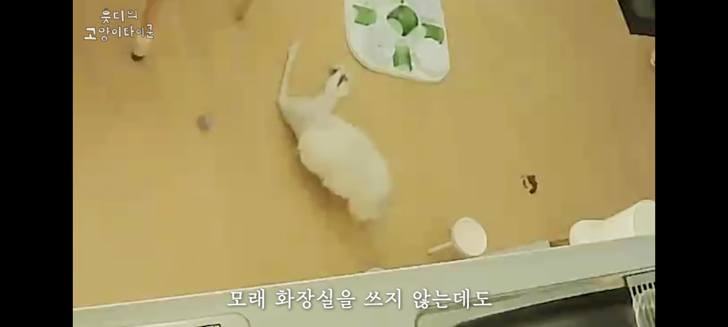 cctv보고 오열😭 응가실수하고 혼자 치우려는 고양이 | 인스티즈