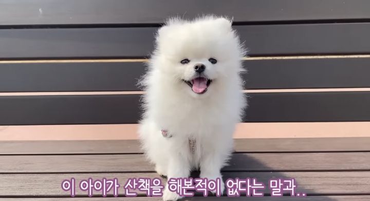 강아지가 두번이나 파양된 충격적인 이유.jpg | 인스티즈