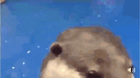 자기를 이렇게 쓰다듬어달라고 표현하는것이라는 수달의 행동.gif | 인스티즈