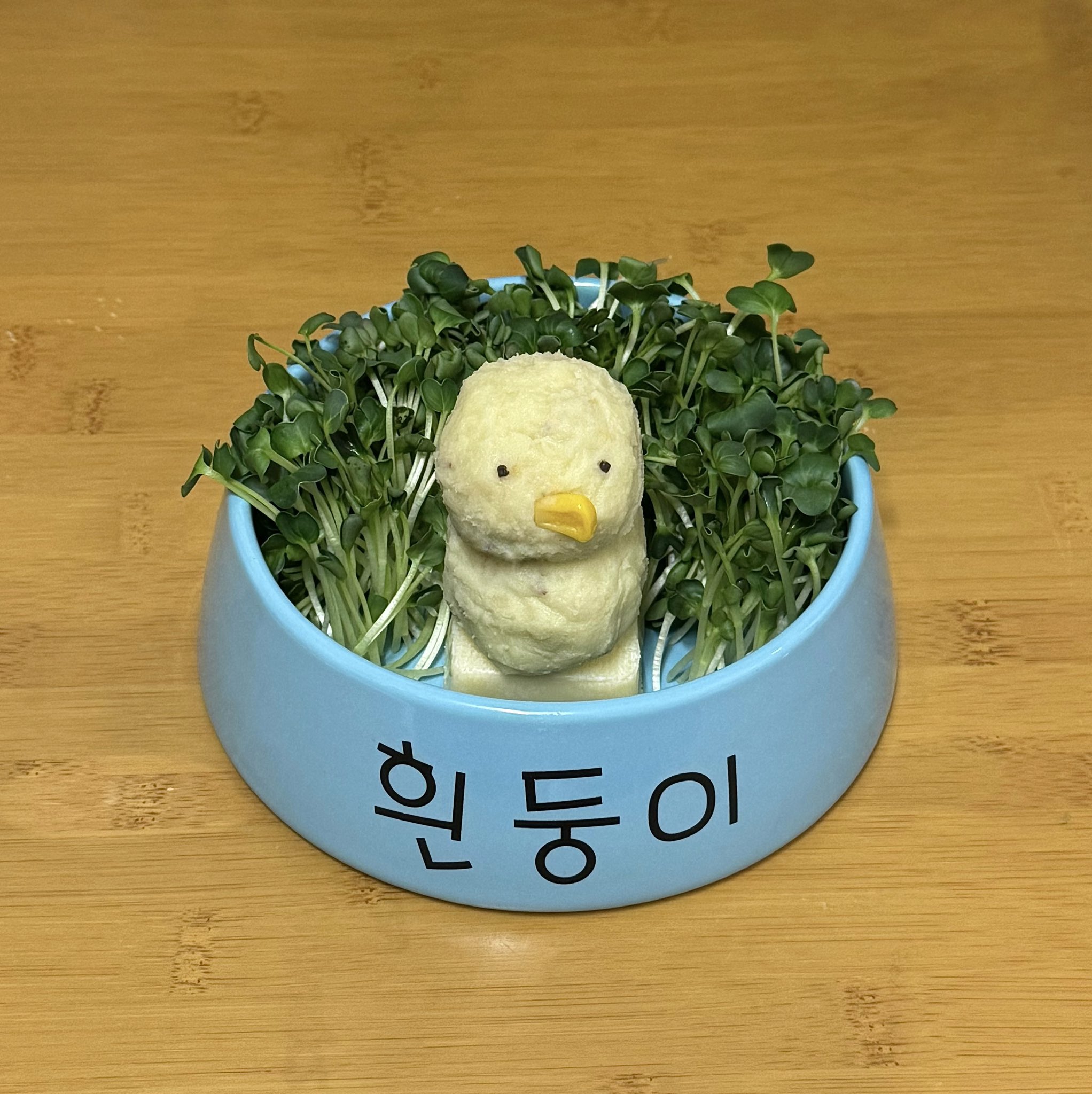 흰둥이 밥그릇에 밥먹는 사람 | 인스티즈