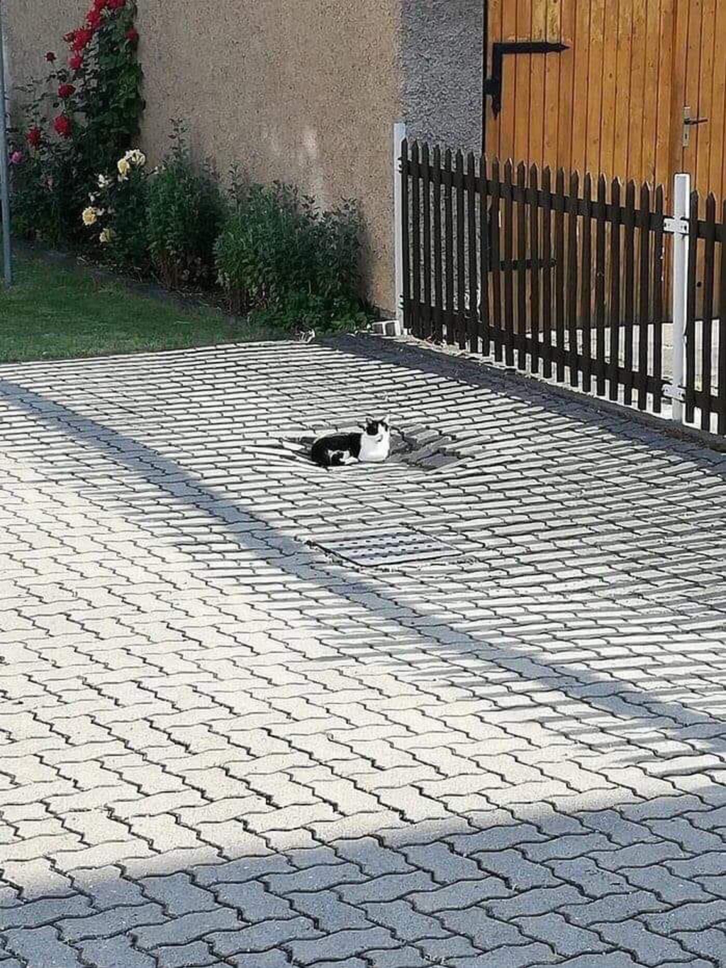 토요일의 고양이를 좋아하세요? | 인스티즈