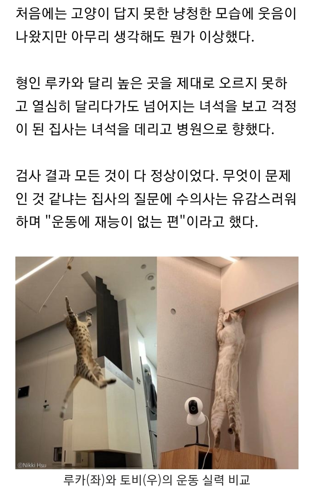 고양이가 걱정되어 동물병원에 데려갔는데, 운동신경이 없단다 | 인스티즈
