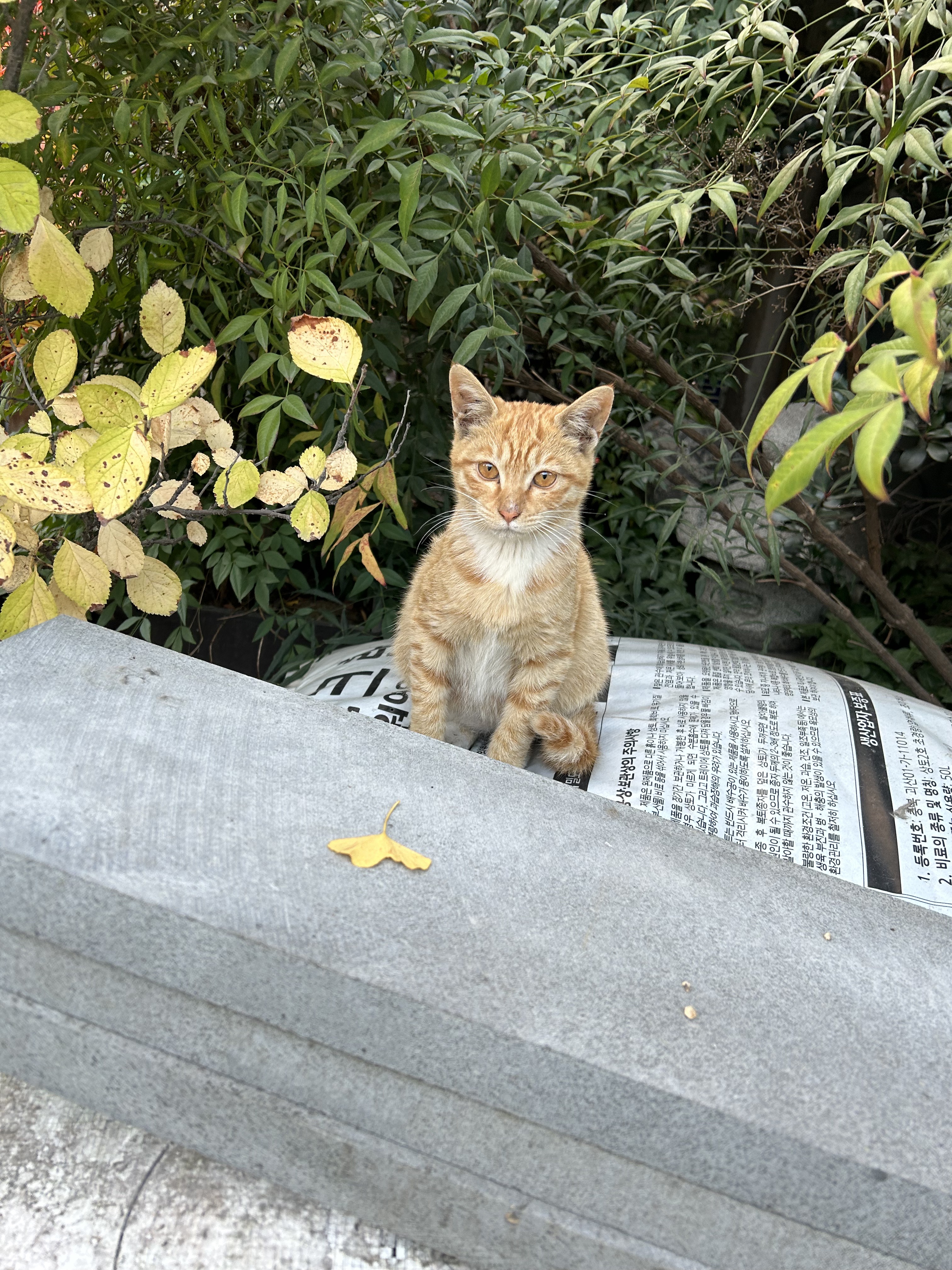 나 약간 피리부는 사나이...?🐈🐈🐈 | 인스티즈