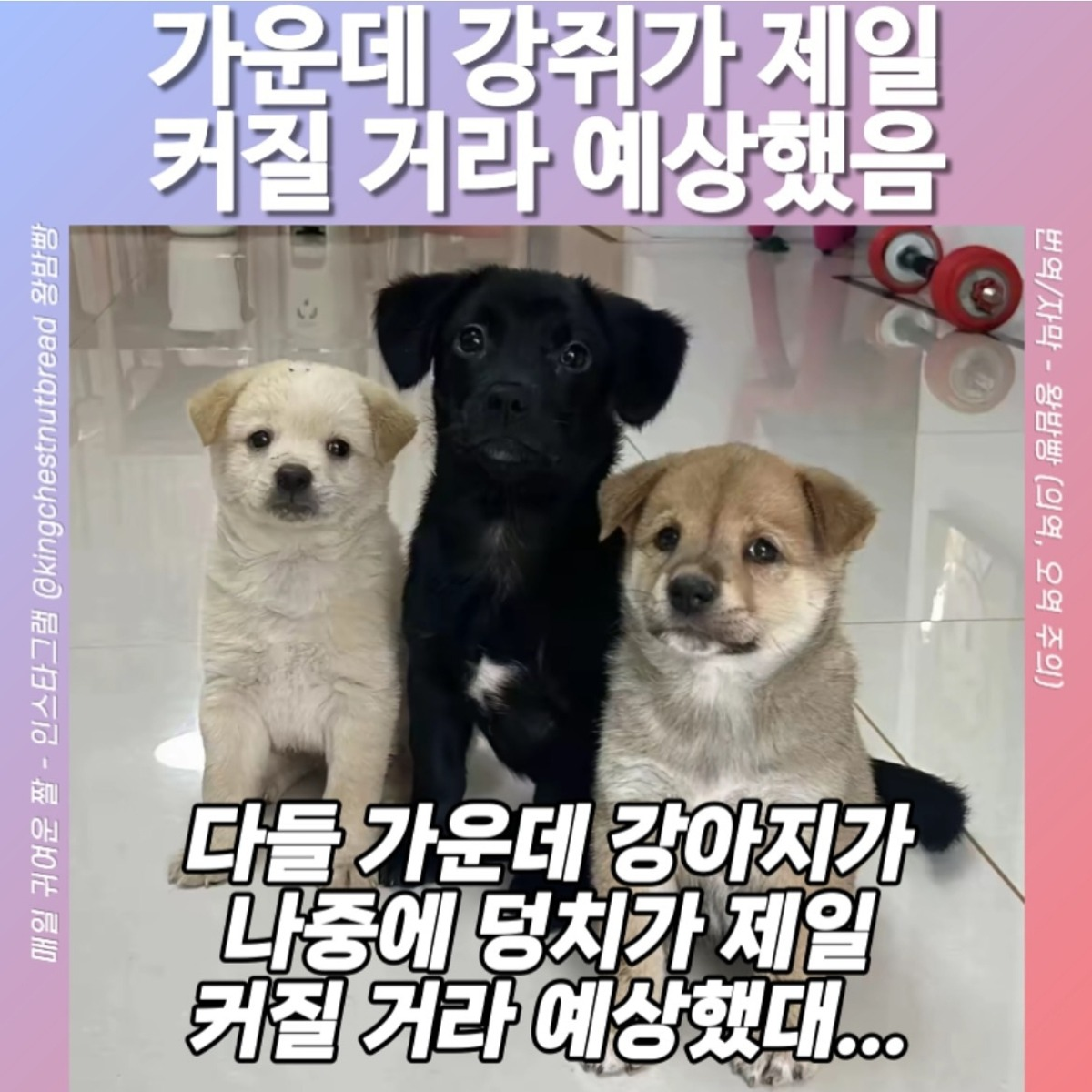 다들 가운데 강아지가 제일 커질거라 예상했음 | 인스티즈