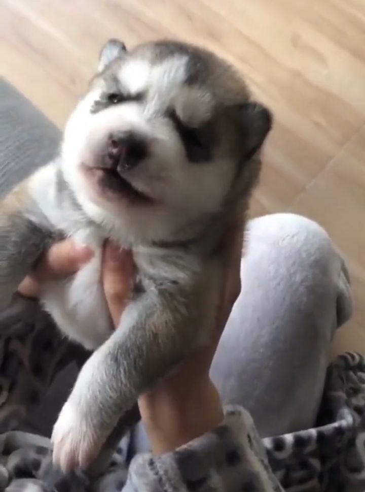 제일 귀여운 하울링.twt | 인스티즈