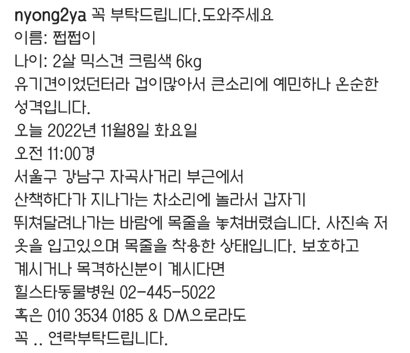 산책 중에 잃어버린 브레이브걸스 민영의 반려견 쩝쩝이를 찾아준 팬들 | 인스티즈