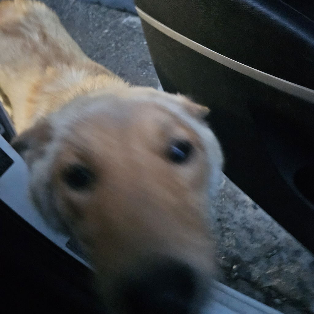 [입양홍보] 개장수에게 팔렸다 되찾아온 방치견 진순이·진돌이, 평생 가족을 찾아요! (부산/울산/전국) | 인스티즈