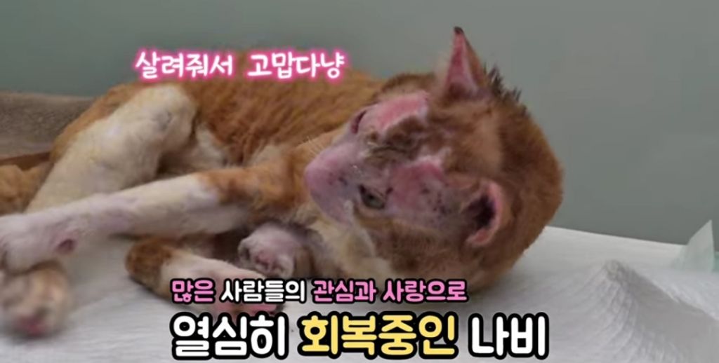 산불로 한쪽다리를 잃은 고양이가 받은 선물 🎁 | 인스티즈