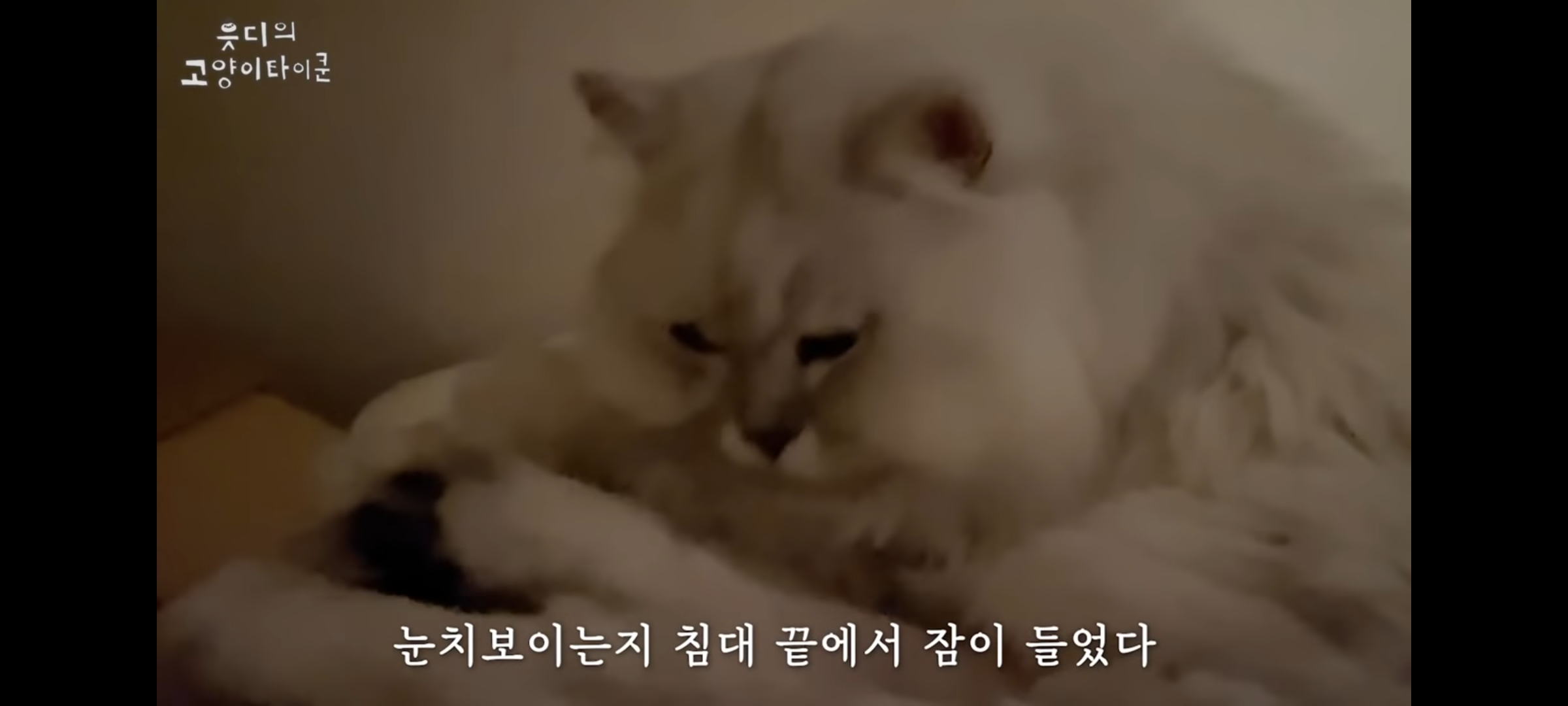 cctv보고 오열😭 응가실수하고 혼자 치우려는 고양이 | 인스티즈