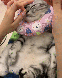 눈에 안약 넣는 고양이들.gif | 인스티즈