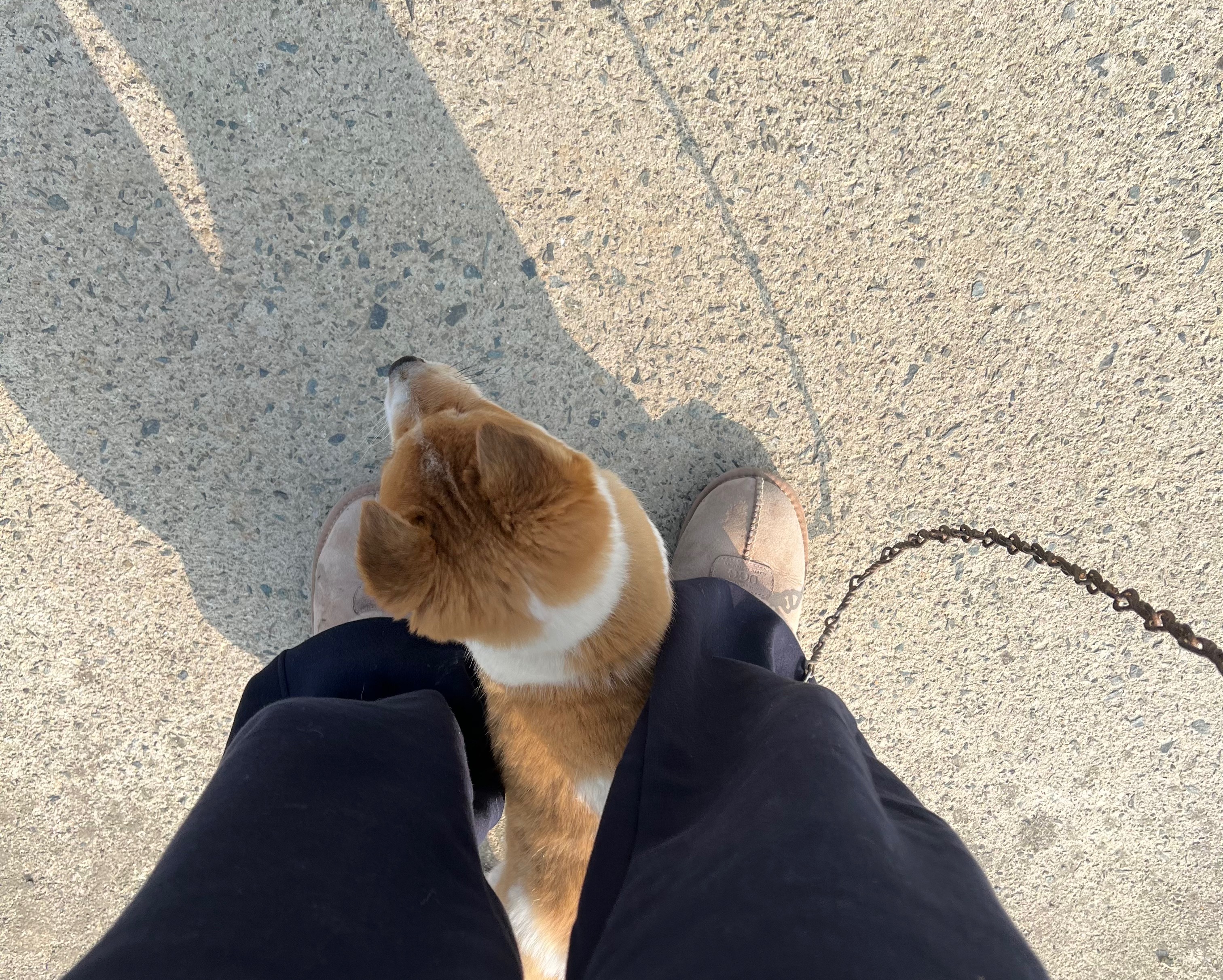 할머니집 시골개 산책시켜주고 왓다내요 | 인스티즈