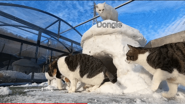눈으로 집 만들어줬는데 갑자기 싸우는 하하하네 고양이들.gif | 인스티즈