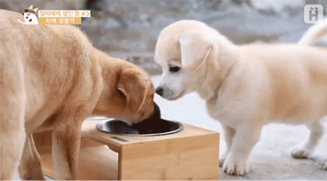 키우는 강아지가 나를 떠나고싶어한다면 어떻게할지 투표하는 달글 캡쳐.jpg | 인스티즈