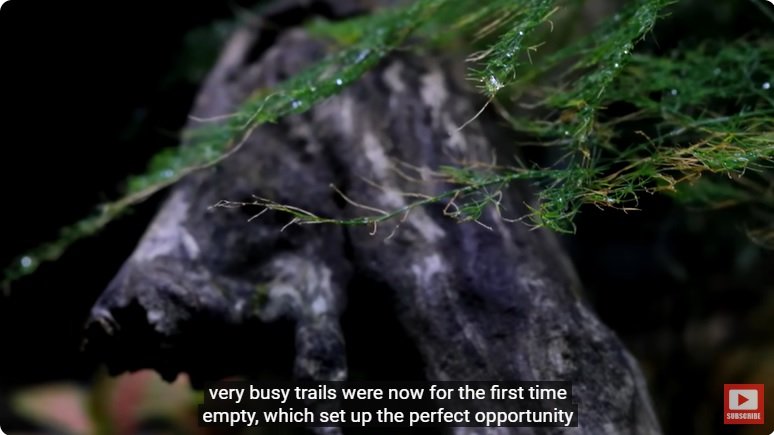 거대한 수조에 열대우림 환경을 조성해놓으면 생기는 일 - 2 | 인스티즈