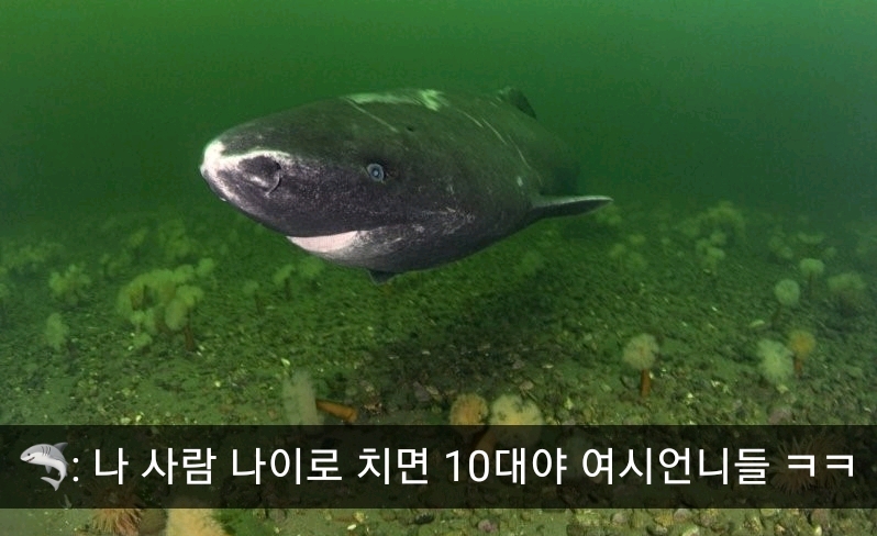 🦈 태어나고 무려 150년 지나서야 첫 짝짓기 하는 동물 | 인스티즈